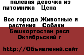 палевая девочка из питомника › Цена ­ 40 000 - Все города Животные и растения » Собаки   . Башкортостан респ.,Октябрьский г.